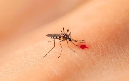 Moustique tigre Aedes albopictus en gros plan posé sur la peau d'un avant-bras humain lors d'une soirée d'été
