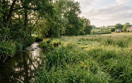 Prairie humide française bordée d'un ruisseau ombragé en fin d'après-midi d'été avec herbes hautes mouillées et lumière filtrée entre les feuillages, ambiance rurale calme sans insecte visible