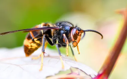 Piège à frelons artisanal en bouteille plastique accroché à une branche de fruitier en juin avec abeilles butineuses en arrière-plan