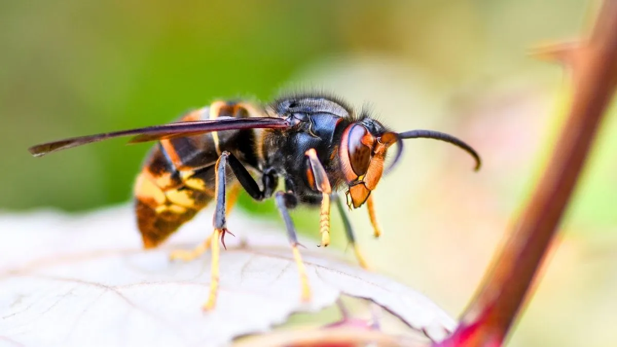 Piège à frelons artisanal en bouteille plastique accroché à une branche de fruitier en juin avec abeilles butineuses en arrière-plan