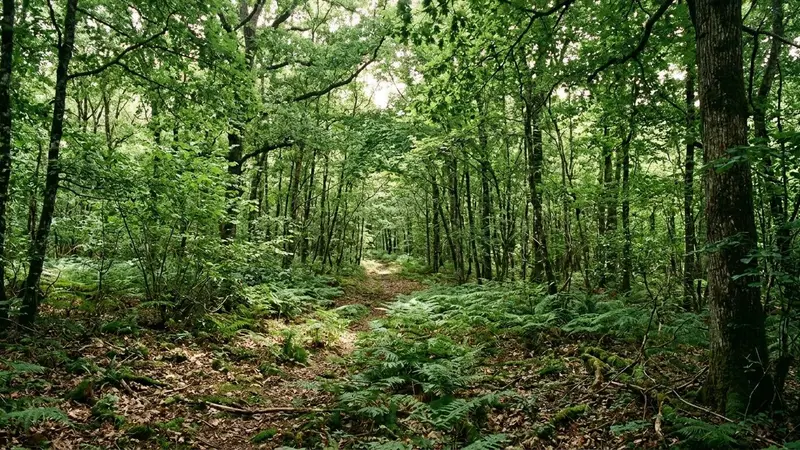 Sous-bois français en été avec sol couvert de feuilles mortes et fougères basses, éclairage tamisé filtrant à travers le feuillage, ambiance forestière calme sans animal visible