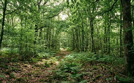 Sous-bois français en été avec sol couvert de feuilles mortes et fougères basses, éclairage tamisé filtrant à travers le feuillage, ambiance forestière calme sans animal visible