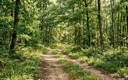 Chemin forestier français en été avec sous-bois clair, herbes basses au sol et lumière filtrée par les feuillages, ambiance calme sans humain visible en milieu d'après-midi