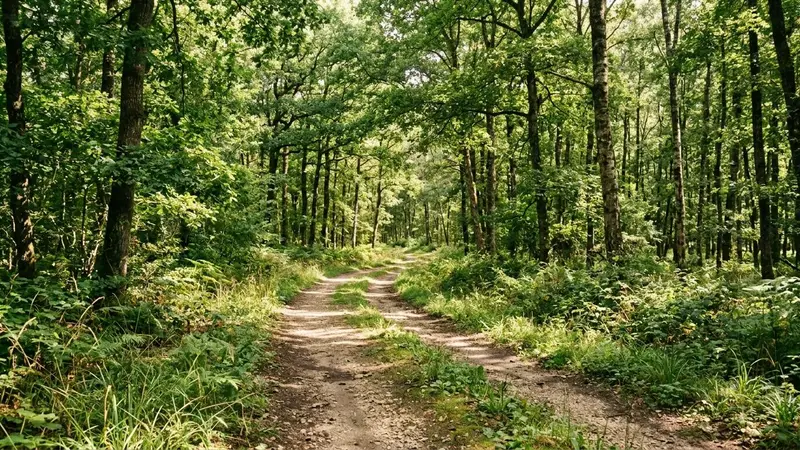 Chemin forestier français en été avec sous-bois clair, herbes basses au sol et lumière filtrée par les feuillages, ambiance calme sans humain visible en milieu d'après-midi
