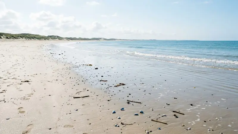 Plage française du littoral atlantique en été avec sable clair humide et petites vagues, ambiance calme de matinée ensoleillée sans humain visible, quelques débris marins délicats aux teintes bleutées au bord de l'eau