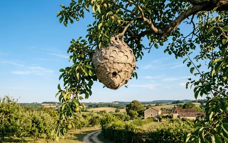 Nid globuleux gris-beige de frelons asiatiques suspendu à une haute branche d'arbre fruitier français en été avec feuillage vert autour et ciel bleu clair en fond, ambiance rurale calme documentaire lumière chaude fin d'après-midi d'août aucune personne visible