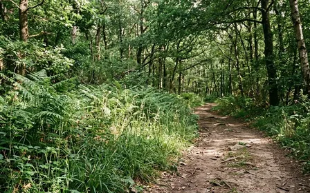 Sous-bois de forêt tempérée française avec fougères hautes et hautes herbes en bordure d'un sentier de randonnée, lumière naturelle filtrée par le couvert forestier fin d'après-midi documentaire aucun humain ni animal visible