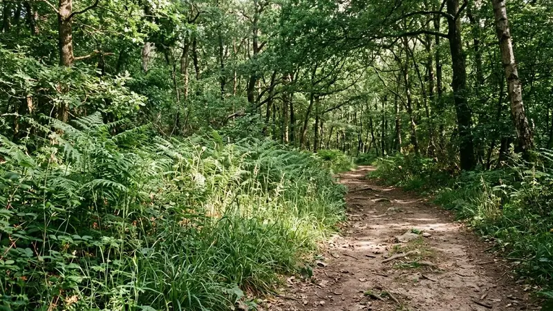 Sous-bois de forêt tempérée française avec fougères hautes et hautes herbes en bordure d'un sentier de randonnée, lumière naturelle filtrée par le couvert forestier fin d'après-midi documentaire aucun humain ni animal visible