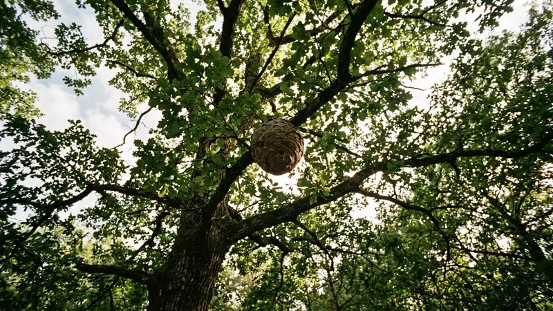 Nid de frelons asiatiques sphérique brun-gris installé haut dans un chêne français en été, ambiance sobre lumière naturelle contre-jour de fin d'après-midi documentaire vu depuis le sol aucun humain visible