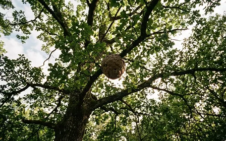 Nid de frelons asiatiques sphérique brun-gris installé haut dans un chêne français en été, ambiance sobre lumière naturelle contre-jour de fin d'après-midi documentaire vu depuis le sol aucun humain visible
