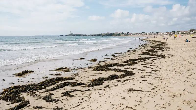 Plage française de sable clair en été avec vagues douces en fond et lignes d'algues échouées formant une bande naturelle le long de l'estran, ambiance sobre lumière naturelle de fin de matinée aucun humain visible plan large documentaire