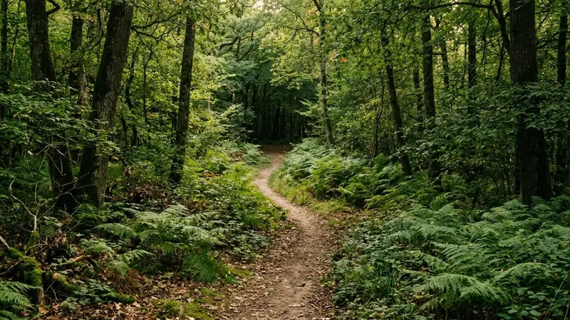 Sentier de forêt tempérée française bordé de fougères et sous-bois vert en fin d'après-midi de rentrée avec lumière filtrée par les feuillages, ambiance sobre documentaire aucun humain ni animal visible plan large