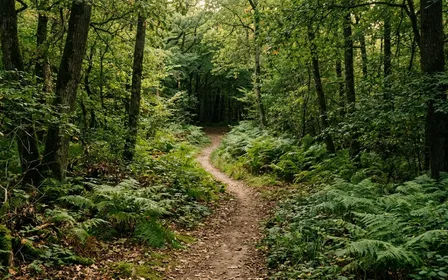 Sentier de forêt tempérée française bordé de fougères et sous-bois vert en fin d'après-midi de rentrée avec lumière filtrée par les feuillages, ambiance sobre documentaire aucun humain ni animal visible plan large