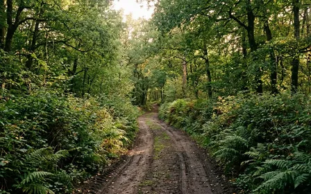 Chemin forestier français en terre battue bordé de haies vertes et fougères en fin d'après-midi de rentrée avec lumière filtrée par les feuillages, ambiance sobre documentaire aucun humain ni animal ni insecte visible plan large