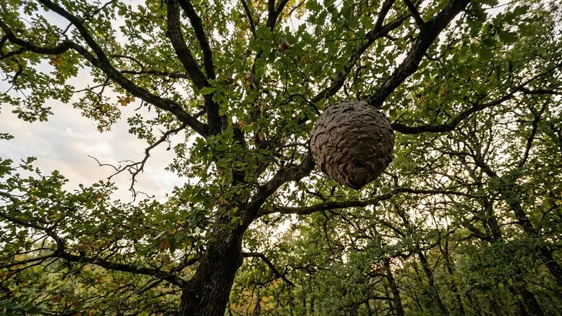 Nid sphérique brun-gris de frelons asiatiques dans les branches hautes d'un chêne français en fin d'après-midi de septembre avec feuillage encore vert, ambiance sobre lumière naturelle documentaire vu depuis le sol aucun humain visible plan large en contre-plongée