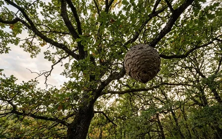 Nid sphérique brun-gris de frelons asiatiques dans les branches hautes d'un chêne français en fin d'après-midi de septembre avec feuillage encore vert, ambiance sobre lumière naturelle documentaire vu depuis le sol aucun humain visible plan large en contre-plongée