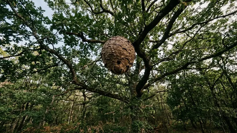 Nid sphérique brun-gris de frelons asiatiques suspendu haut dans les branches d'un chêne français en fin d'après-midi de septembre vu depuis le sol en contre-plongée, ambiance sobre lumière naturelle documentaire aucun humain visible plan large