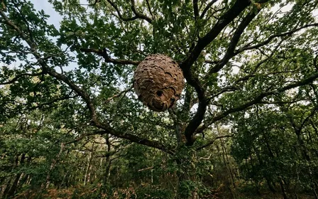 Nid sphérique brun-gris de frelons asiatiques suspendu haut dans les branches d'un chêne français en fin d'après-midi de septembre vu depuis le sol en contre-plongée, ambiance sobre lumière naturelle documentaire aucun humain visible plan large