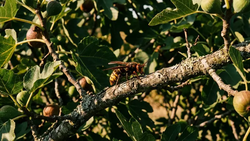 Frelon asiatique Vespa velutina vu de profil posé sur une branche de figuier français en fin d'après-midi de septembre, ambiance documentaire lumière naturelle contrastée aucun humain visible plan macro net sans effet artistique