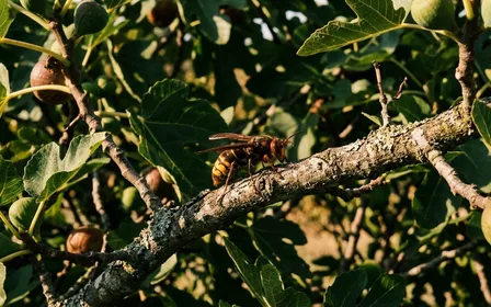 Frelon asiatique Vespa velutina vu de profil posé sur une branche de figuier français en fin d'après-midi de septembre, ambiance documentaire lumière naturelle contrastée aucun humain visible plan macro net sans effet artistique