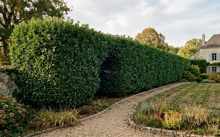 Haie française dense de laurier taillée en septembre avec zone légèrement plus sombre au centre du feuillage et lumière naturelle de fin d'après-midi, ambiance sobre documentaire aucun humain ni insecte visible plan large sur haie de jardin résidentiel