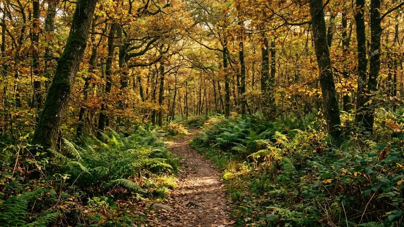 Sentier forestier français à l'automne avec fougères vertes sur les bords et lumière filtrée dorée à travers les feuilles de chênes au début d'après-midi, ambiance sobre lumière naturelle documentaire aucun humain ni tique visible plan large