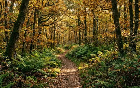 Sentier forestier français à l'automne avec fougères vertes sur les bords et lumière filtrée dorée à travers les feuilles de chênes au début d'après-midi, ambiance sobre lumière naturelle documentaire aucun humain ni tique visible plan large
