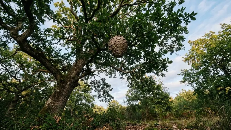 Nid sphérique brun-gris de frelons asiatiques visible haut dans les branches d'un chêne français en fin d'après-midi de septembre vu depuis le sol en contre-plongée, ambiance sobre lumière naturelle documentaire aucun humain visible plan large