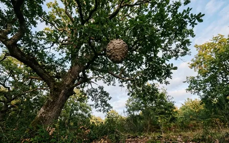 Nid sphérique brun-gris de frelons asiatiques visible haut dans les branches d'un chêne français en fin d'après-midi de septembre vu depuis le sol en contre-plongée, ambiance sobre lumière naturelle documentaire aucun humain visible plan large