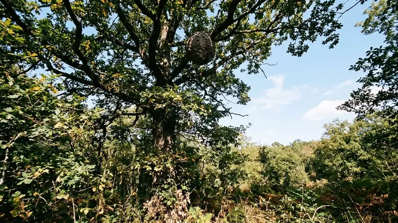 Nid sphérique brun-gris de frelons asiatiques visible haut dans les branches d'un chêne français en début d'après-midi de septembre avec ciel clair en arrière-plan vu depuis le sol en contre-plongée, ambiance sobre lumière naturelle documentaire aucun humain visible plan large
