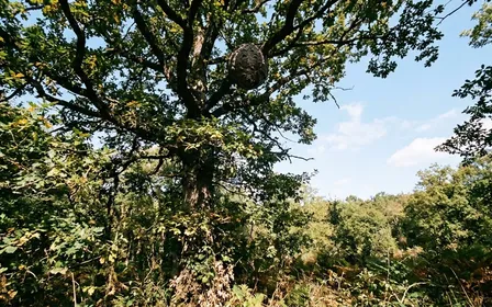 Nid sphérique brun-gris de frelons asiatiques visible haut dans les branches d'un chêne français en début d'après-midi de septembre avec ciel clair en arrière-plan vu depuis le sol en contre-plongée, ambiance sobre lumière naturelle documentaire aucun humain visible plan large