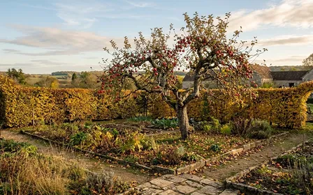 Jardin français d'automne en fin d'après-midi ensoleillé avec pommier centenaire aux dernières pommes rouges suspendues et haie de charmes en arrière-plan avec feuilles jaunies, ambiance sobre lumière naturelle documentaire aucun humain ni insecte visible plan large horizontal