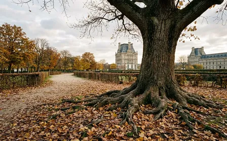 Jardin français d'automne avec feuilles mortes brunes et jaunes tombées au pied d'un vieux chêne aux racines apparentes en fin d'après-midi, ambiance sobre lumière naturelle documentaire aucun humain ni insecte visible plan large horizontal