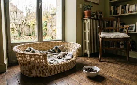 Coin de salon français contemporain avec panier à chien en osier beige clair et petit bol en céramique blanche contenant du marc de thé noir humide posé à côté en fin de matinée d'automne, ambiance sobre lumière naturelle documentaire aucun humain ni animal visible plan macro rapproché
