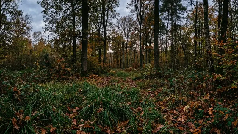 Sous-bois français d'automne avec hautes herbes vertes et feuilles mortes brunes au sol en début de soirée tamisée, ambiance sobre lumière naturelle documentaire aucun humain ni animal visible plan large horizontal