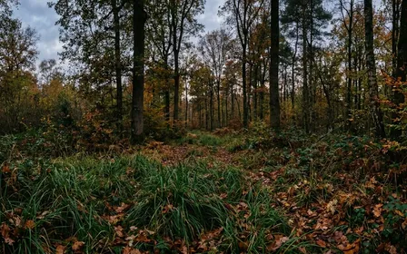 Sous-bois français d'automne avec hautes herbes vertes et feuilles mortes brunes au sol en début de soirée tamisée, ambiance sobre lumière naturelle documentaire aucun humain ni animal visible plan large horizontal