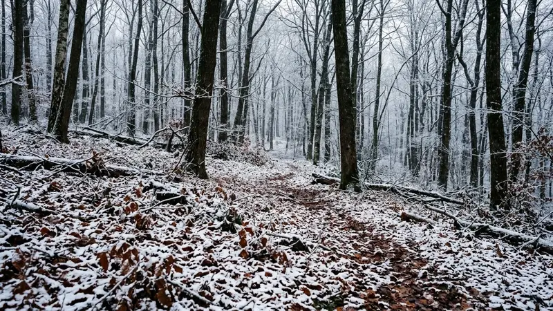 Sous-bois français d'hiver avec feuilles mortes brunes recouvertes d'une fine couche de neige blanche en début de matinée fraîche, ambiance sobre lumière naturelle documentaire aucun humain ni animal visible plan large horizontal
