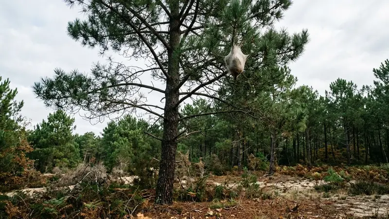 Nid d'hiver blanc et soyeux de chenilles processionnaires du pin accroché à l'extrémité d'une branche de pin maritime, aiguilles vert sombre tout autour, ciel légèrement voilé d'automne français, lumière douce de fin de matinée, aucun humain ni animal visible, aucune chenille visible à l'extérieur du nid, plan rapproché sur la branche et le nid
