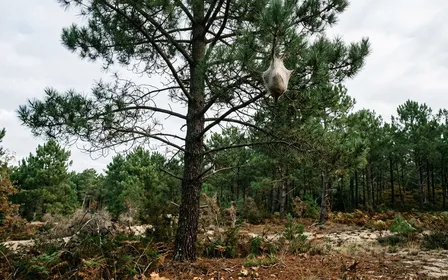 Nid d'hiver blanc et soyeux de chenilles processionnaires du pin accroché à l'extrémité d'une branche de pin maritime, aiguilles vert sombre tout autour, ciel légèrement voilé d'automne français, lumière douce de fin de matinée, aucun humain ni animal visible, aucune chenille visible à l'extérieur du nid, plan rapproché sur la branche et le nid