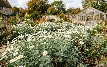 Fleur blanche à cœur jaune de Chrysanthemum cinerariifolium en gros plan dans un jardin français d'automne, pulvérisateur jaune reposé en arrière-plan sur une table en bois, lumière douce de fin d'après-midi, aucun humain visible, plan serré macro