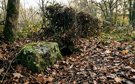 Deux petites musaraignes françaises côte à côte sur une planche de bois clair, à gauche une crocidure musette au museau pointu et au pelage gris-brun, à droite une musaraigne du genre Sorex plus sombre, échelle de taille d'une pièce de monnaie, aucun humain visible, lumière naturelle douce
