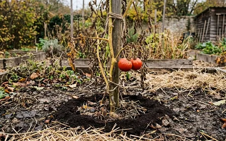 Pied de tomate en fin de saison dans un jardin français d'octobre entouré d'une couronne de marc de café usagé séché sur sol humide, feuilles basses jaunies et fruits verts tombants, lumière douce de fin de journée, aucun humain visible, plan serré en vue plongeante