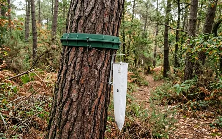Pin maritime dans un jardin résidentiel du Sud de la France équipé d'un piège annulaire blanc à mi-tronc avec collecteur rempli de terre et bâche étanche, un nichoir à mésanges fixé sur une branche voisine pour prédation naturelle au printemps