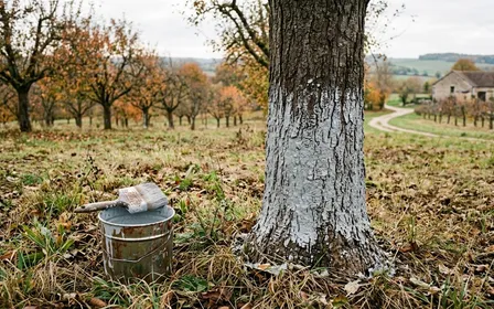 Verger d'automne français, pommier au tronc badigeonné d'une pâte claire grisâtre jusqu'à soixante centimètres de hauteur, feuilles rousses au sol, seau et pinceau large posés sur l'herbe, lumière douce de fin d'après-midi.