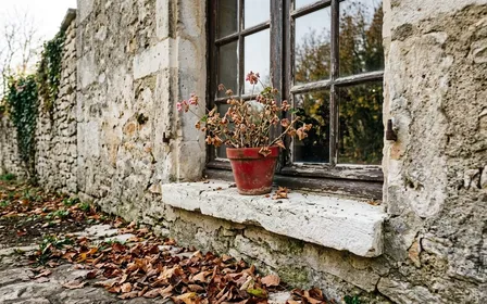 Opilion commun Phalangium opilio au corps ovale gris beige compact posé sur un mur de pierre ensoleillé d'automne, ses huit très longues pattes fines écartées en étoile autour de lui, scène de jardin ou de terrasse en octobre.