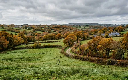 Haie de chênes et de châtaigniers d'un bocage de l'ouest français en fin d'octobre, lumière rasante dorée, feuillage rouge et jaune, chemin de terre au premier plan, cadrage paysager naturaliste sans aucun insecte visible.